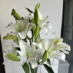 ⁦مزهرية الليليوم⁩ - الصورة ⁦2⁩